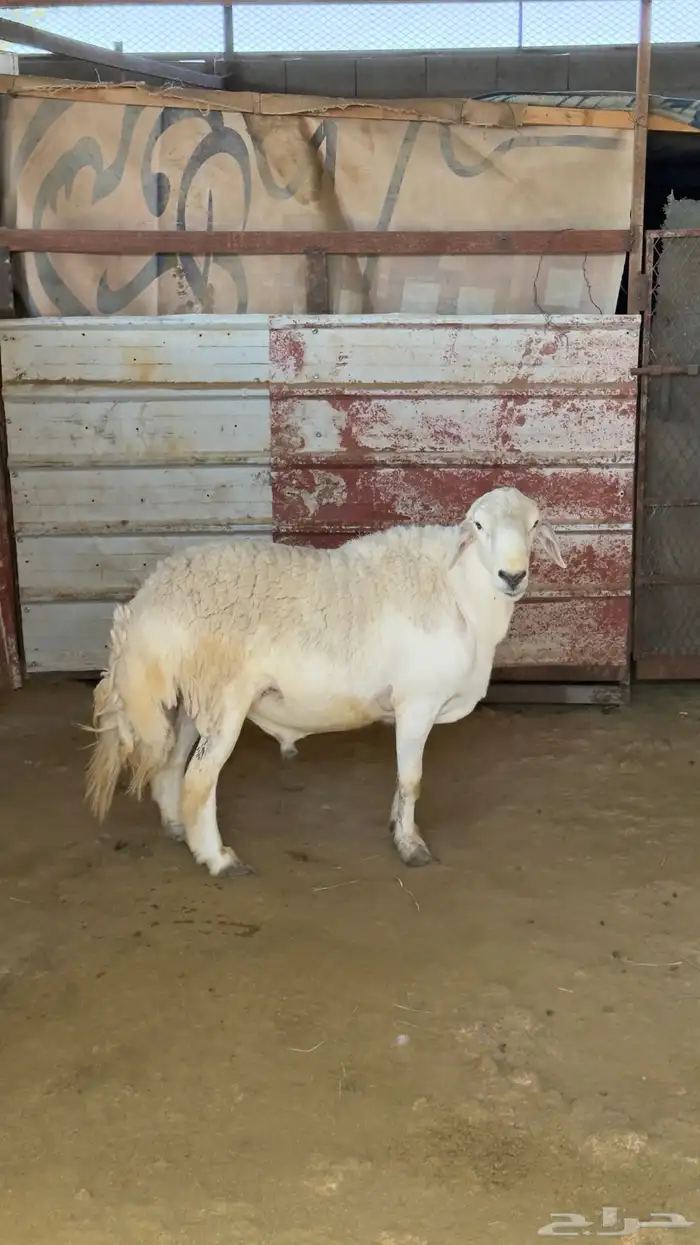 خروف فحل صنف مشروط 3