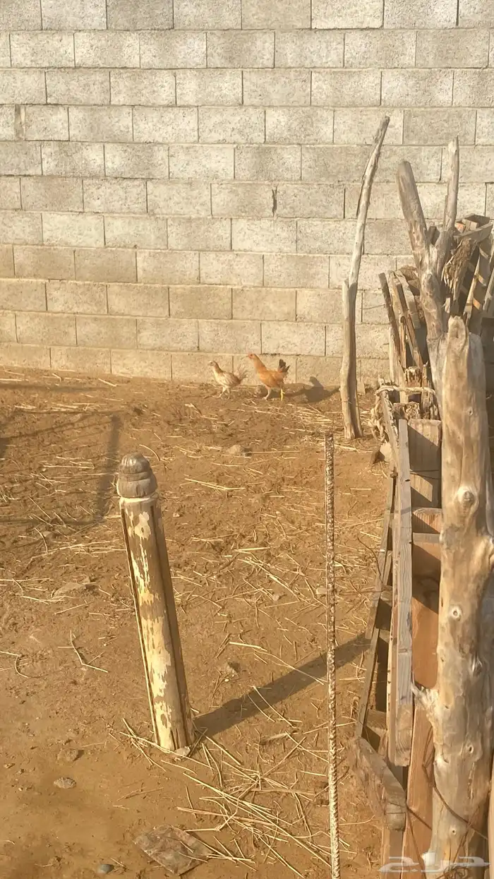 دجاج للبيع 9