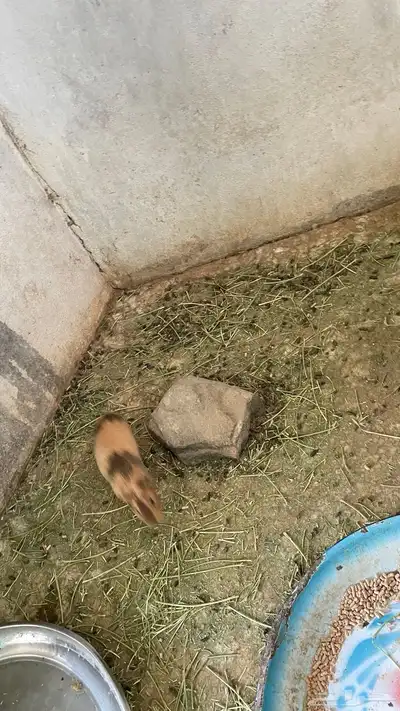 وبران بلدي و أمريكي index