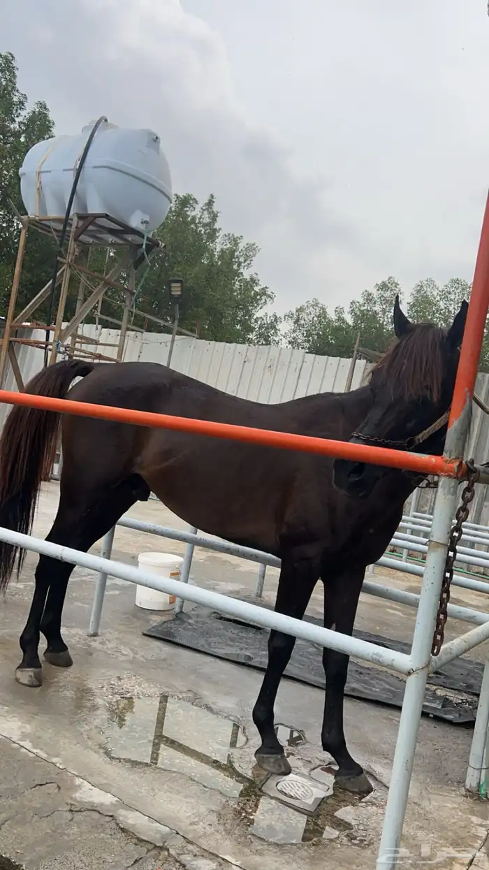 حصان واهو ولد جعفر الشقب 0