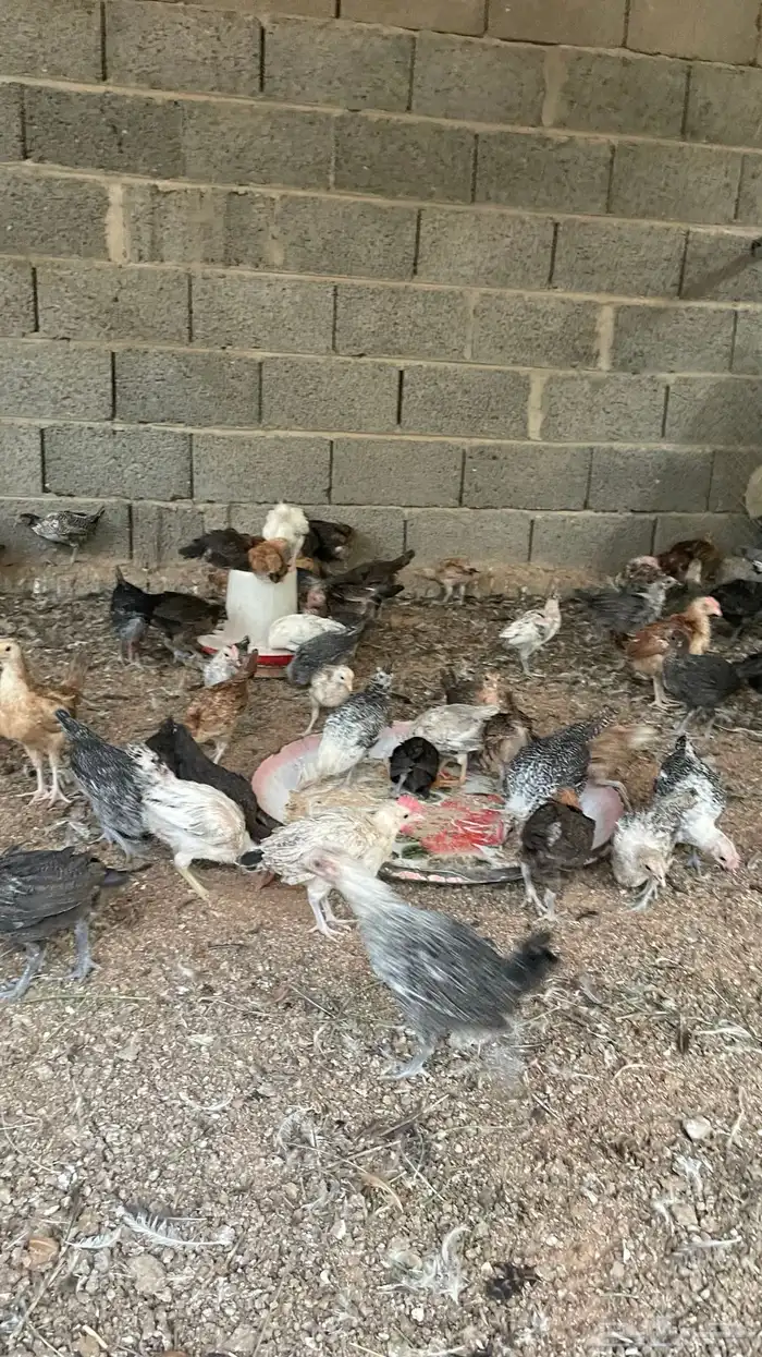 فروخ بلدي وفيومي عمر شهرين 4