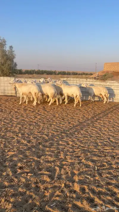 غنم حريات دفيع 11 راس index