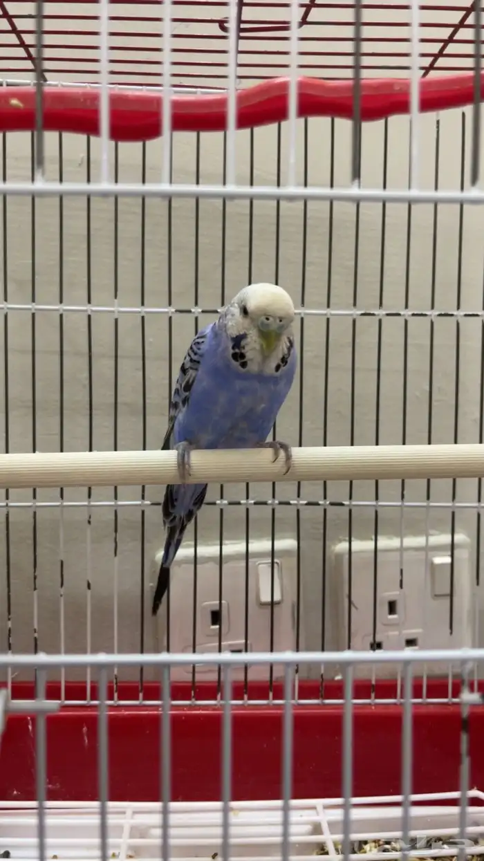 عصفور أليف جدا صوته جميل 0