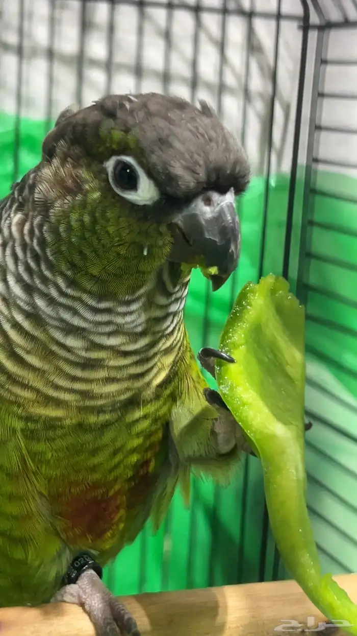 طير كنيور شريته850 وببيعه 1000 ريال يتكلم ولا يسب 0