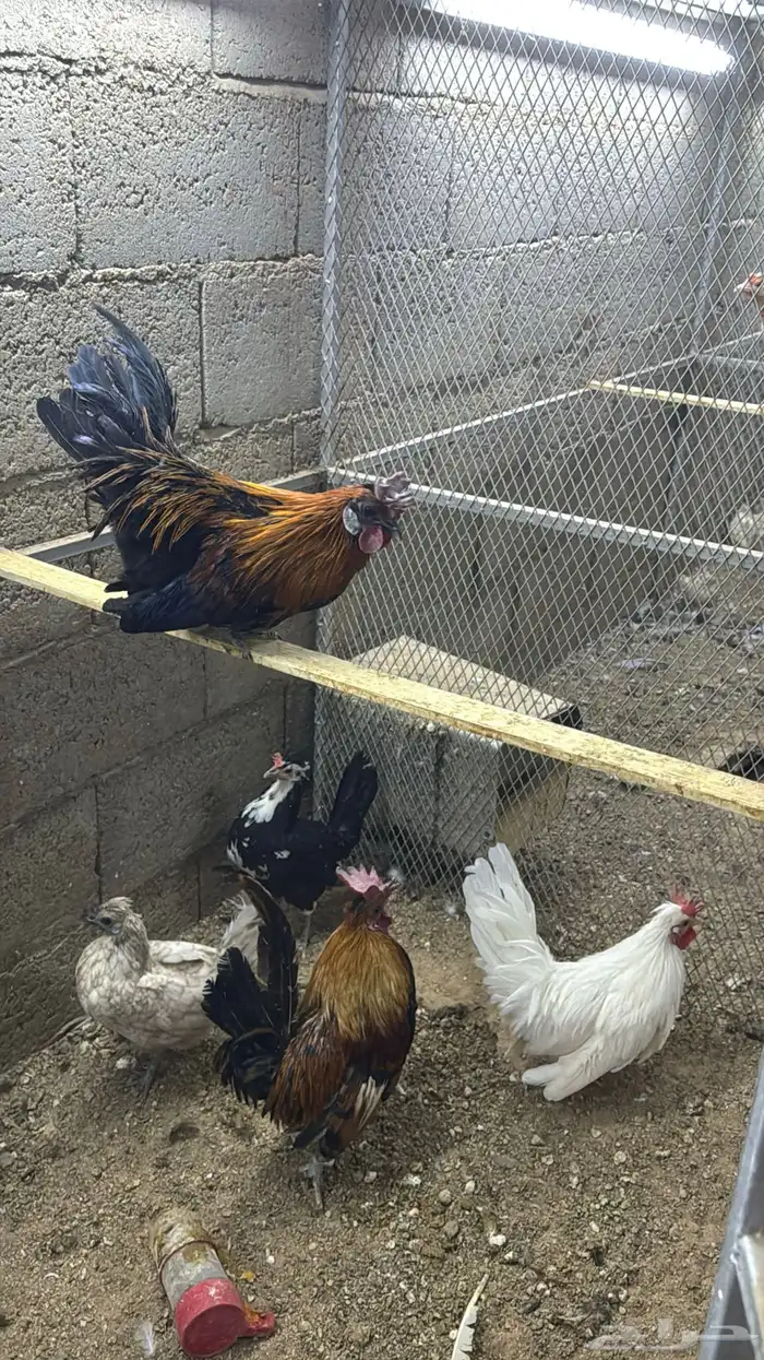 دجاج كويتي حباحب مشكل 25