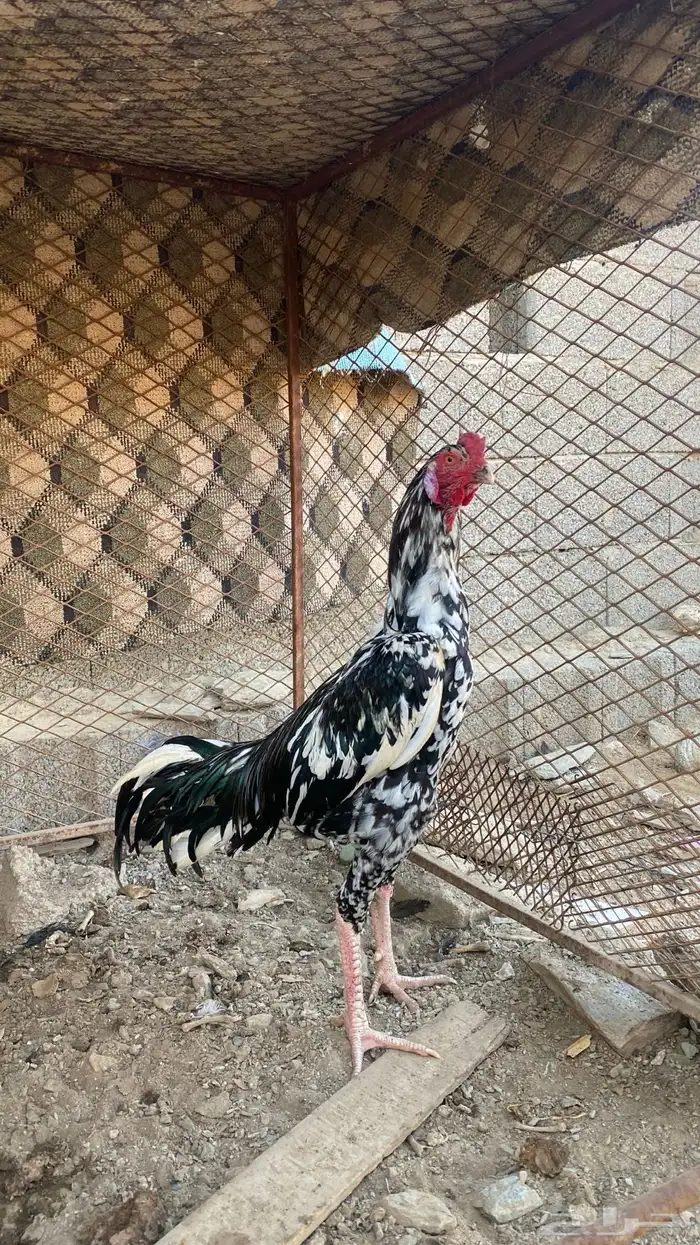 ديك سندي صافي 0