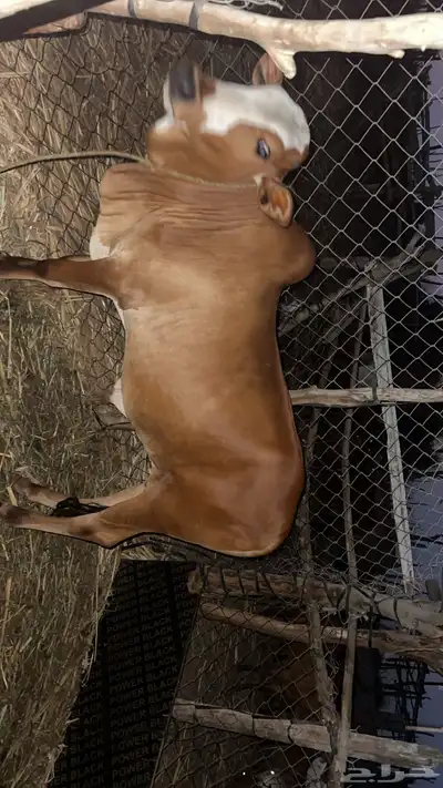 حسيل بلدي شرط عمره 9شهور لبن وقصب index