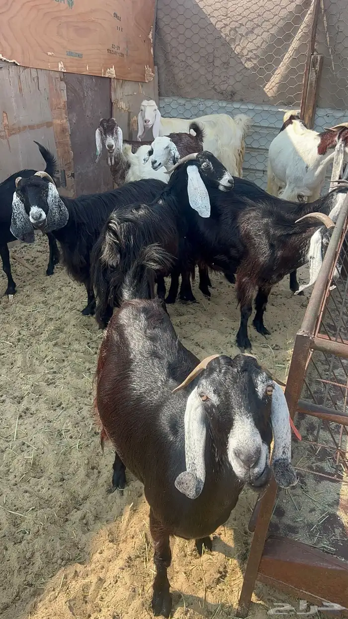 25 معزا دفيع 0