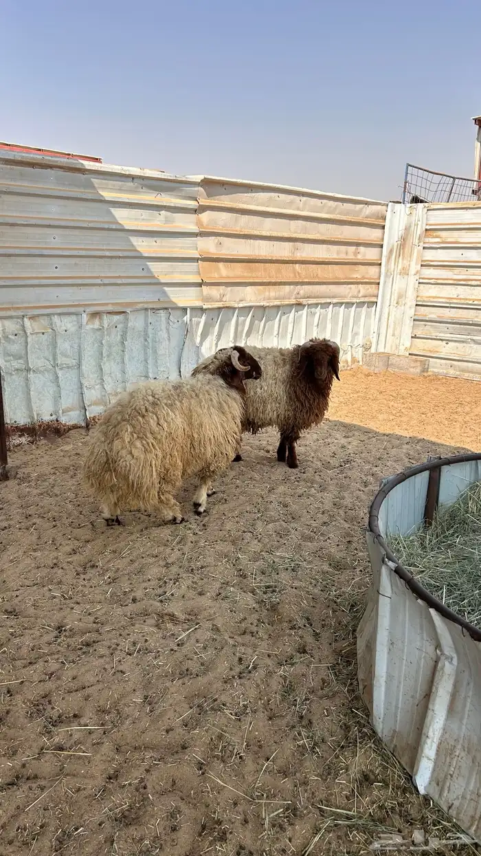 طليان نعيم فل الفل 1