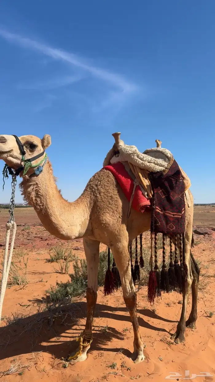 السلام عليكم ورحمة الله وبركاته يوجد قعود ركبي لقي 3