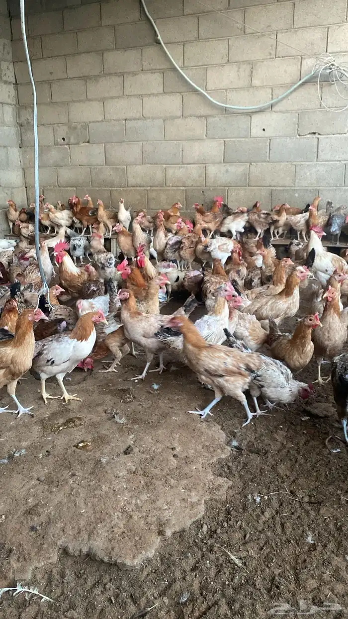 chickens 1500 pieces 0