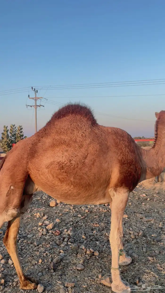 ناقة حايل مقفلة 2