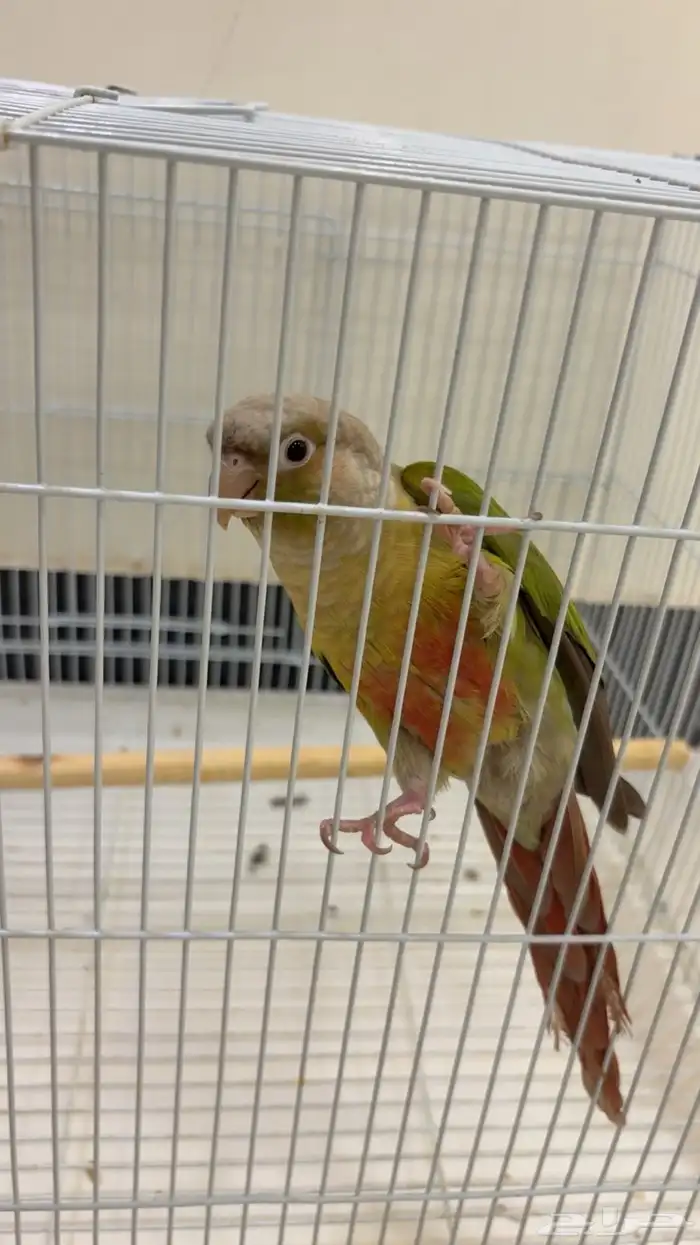 كنيور للبيع اليف ويطلع على اليد 2