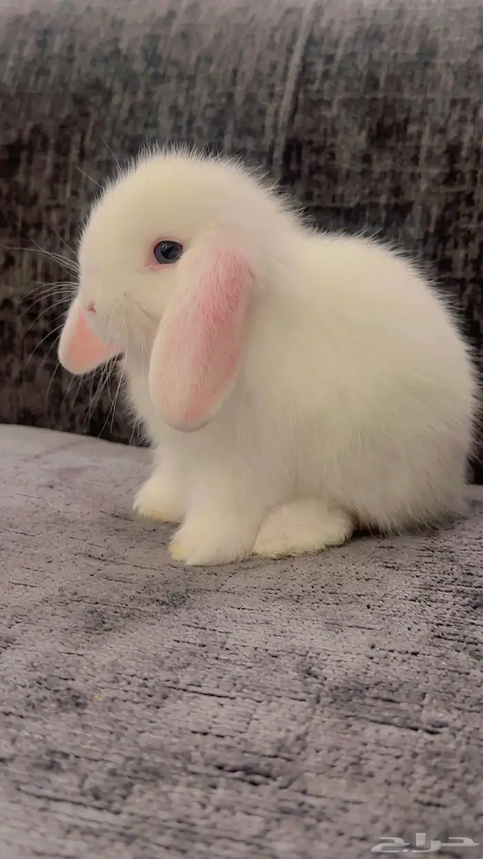 ارنب هولند لوب 4