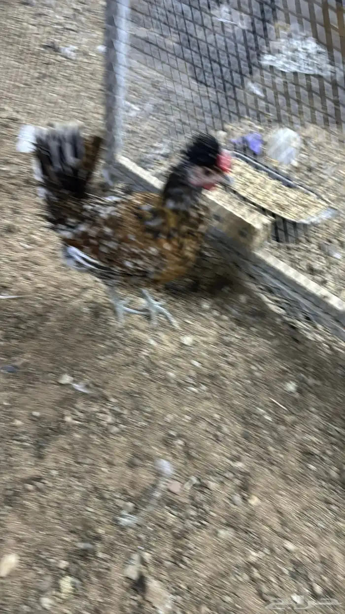 دجاج كويتي حباحب مشكل 77