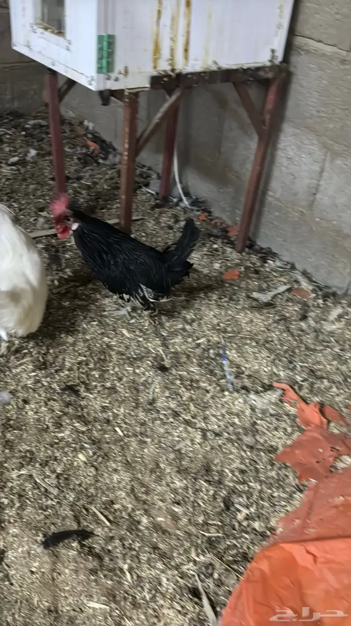 دجاج كويتي حباحب مشكل 10