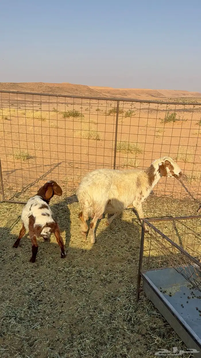 متبع نعيميه تحته طلي ذبيحه 1