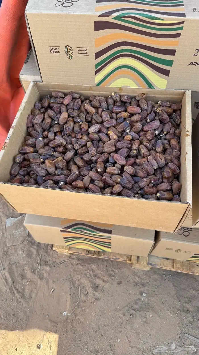 تمر برني عادي الحجر 6