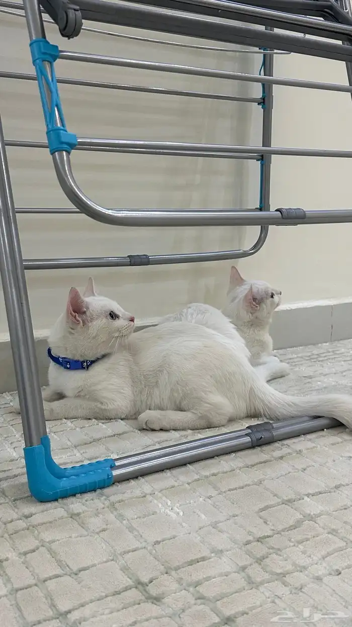 للبيع قطط شيرازي 2