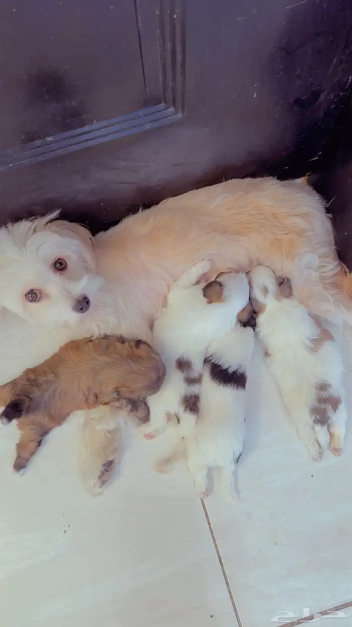 كلاب للبيع 1