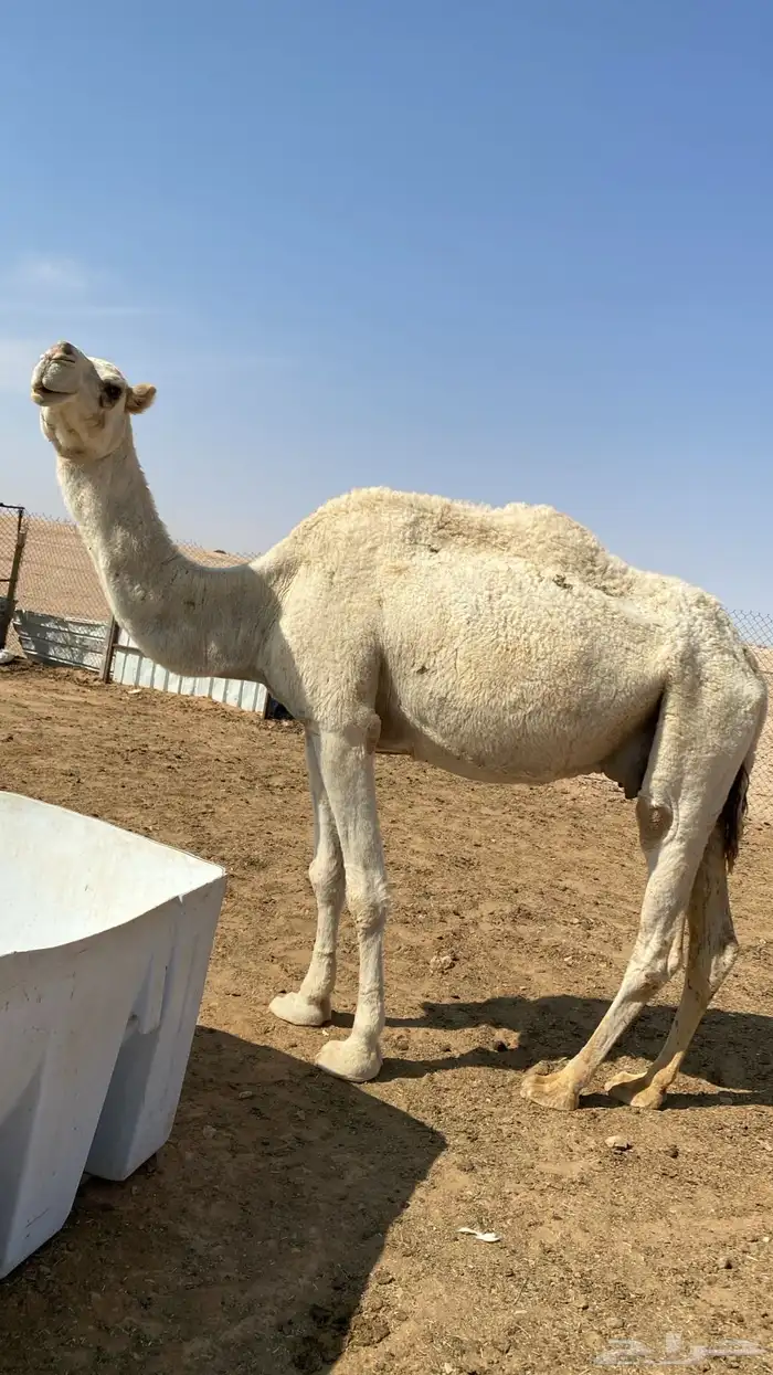 ناقة للبيع 1