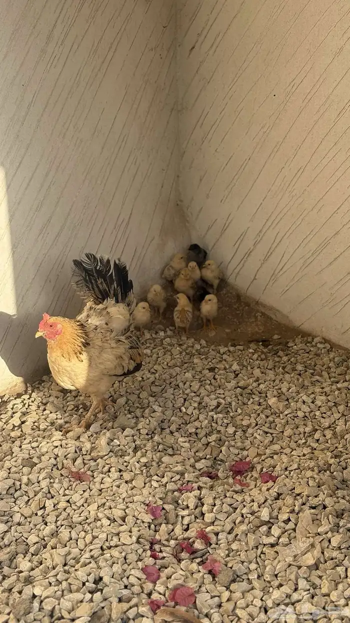 دجاج بلدي للبيع 0