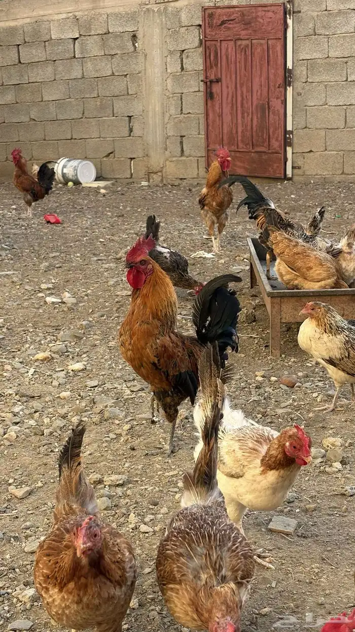 دجاج بلدي للبيع 10