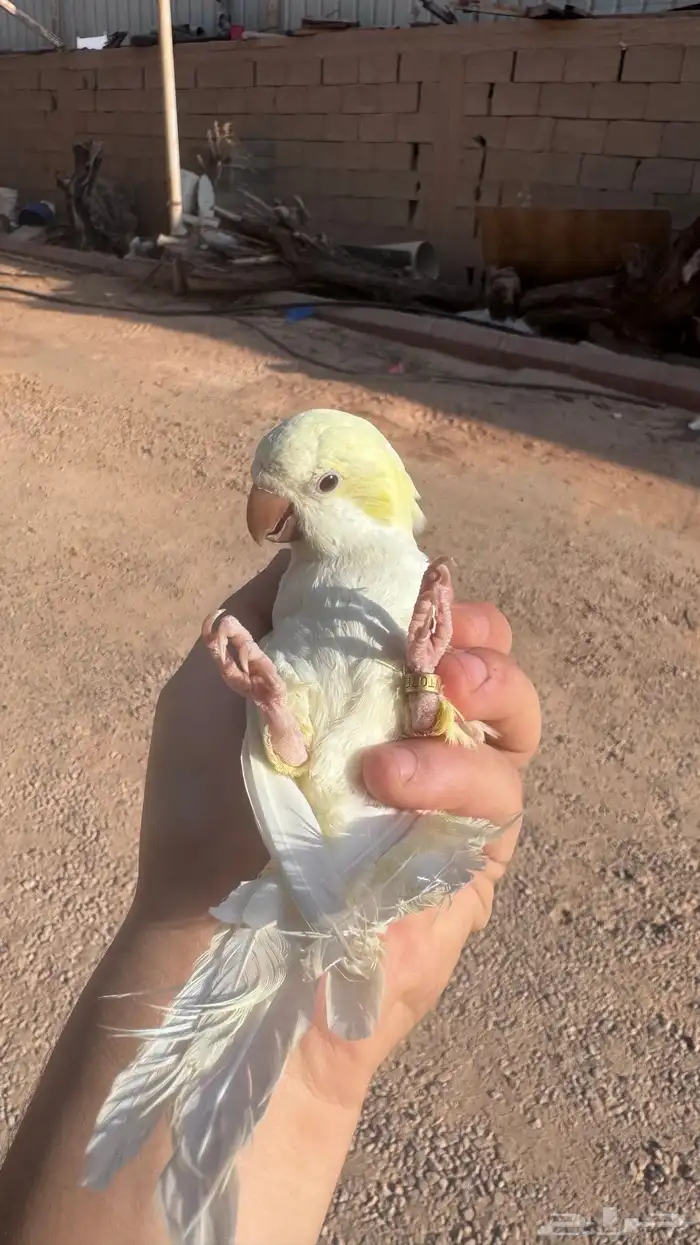 كويكر اليف و هدد و وتكلم 1