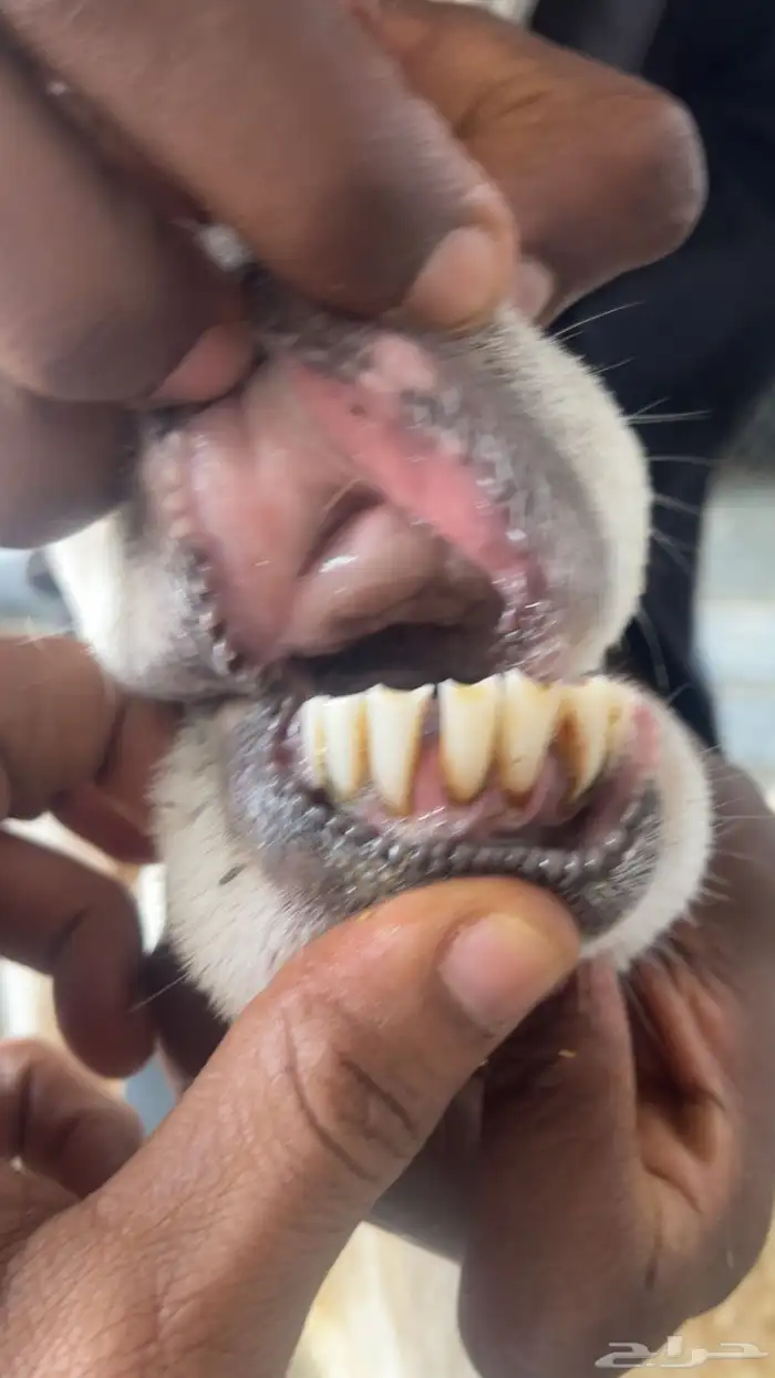 نعجه بولدها 4