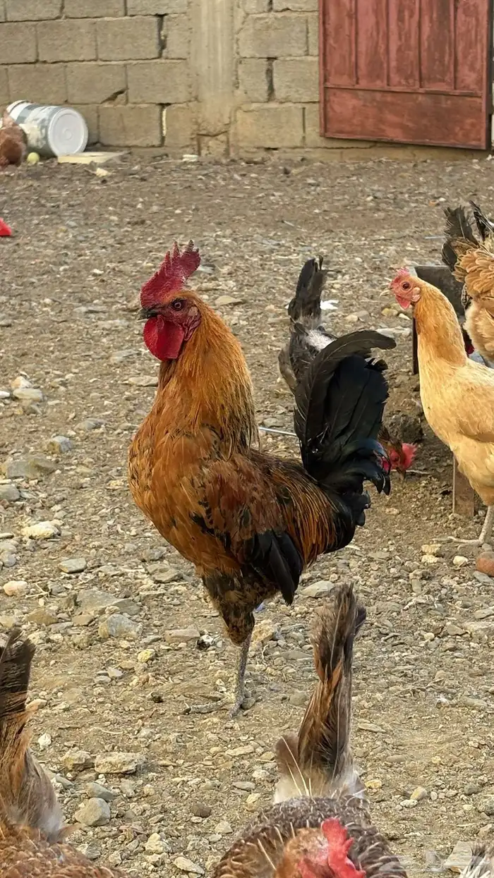 دجاج بلدي للبيع 8