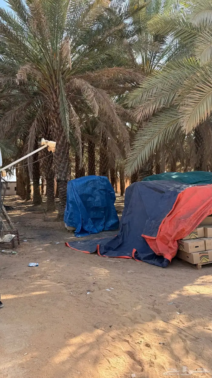 تمر برني عادي الحجر 2