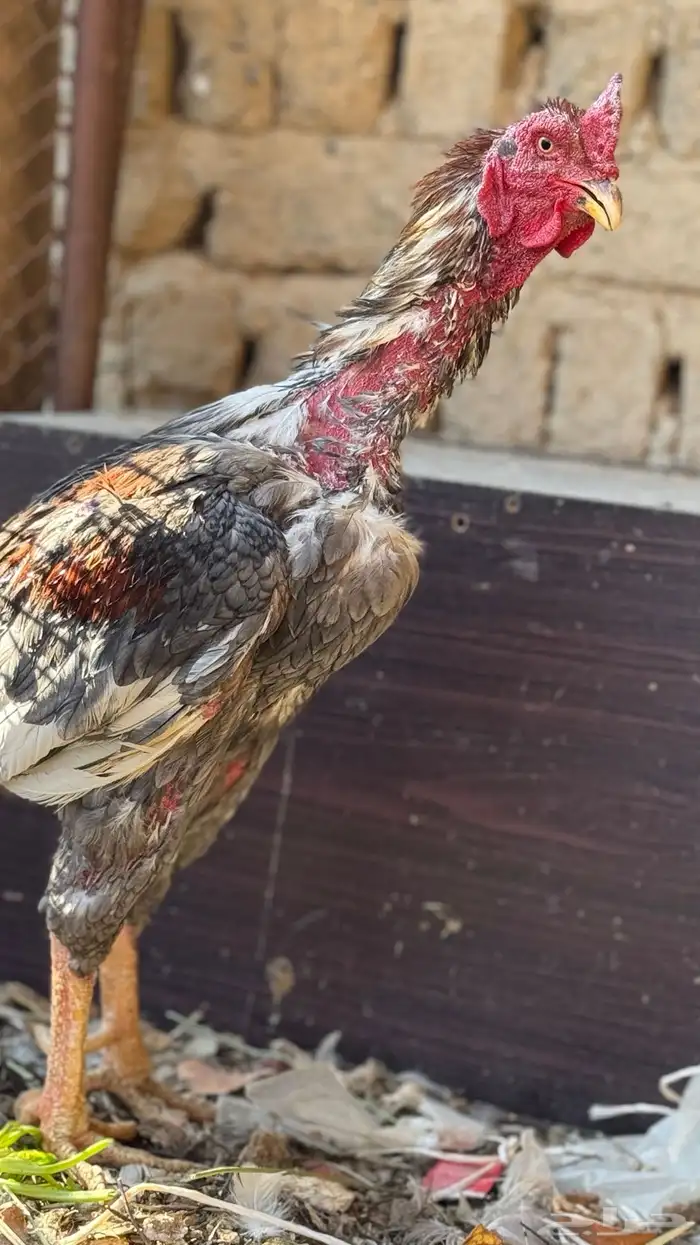 ديك باكستاني 2