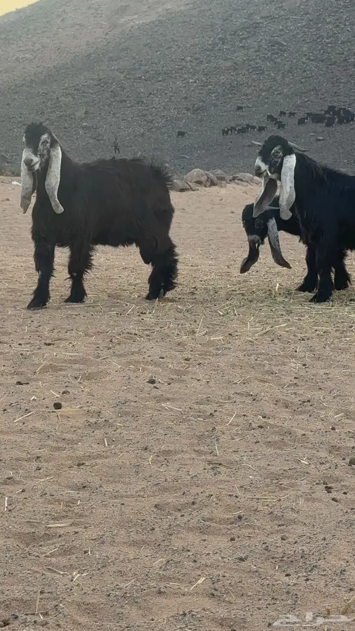 تيوس عوارض _مشاريع فحول 6