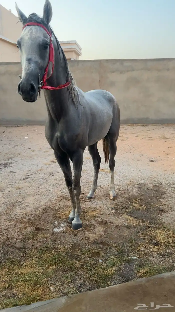 حصان عربي شعبي 7