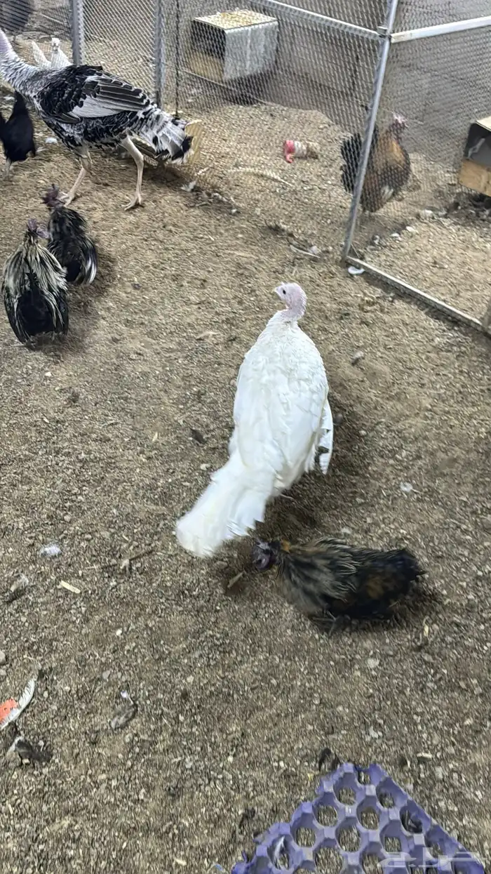 دجاج كويتي حباحب مشكل 30