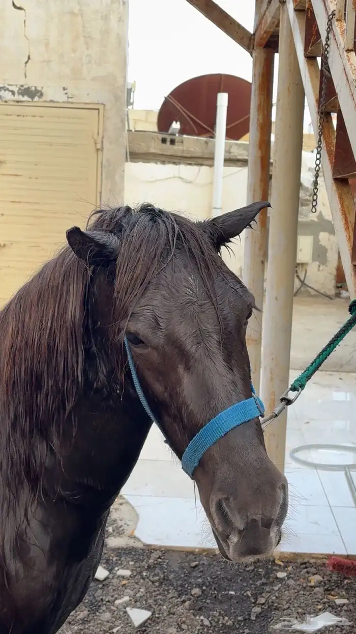 سيسيه للبيع سليمه شرط ماتشكي من اي شي العمر 7سنوات 3