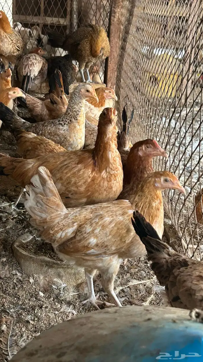 دجاج بلدي بشاير. 7
