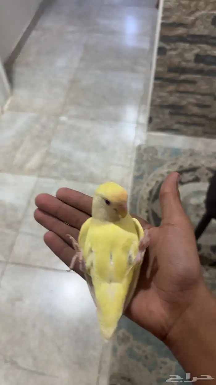 ببغاء روز اليف 1