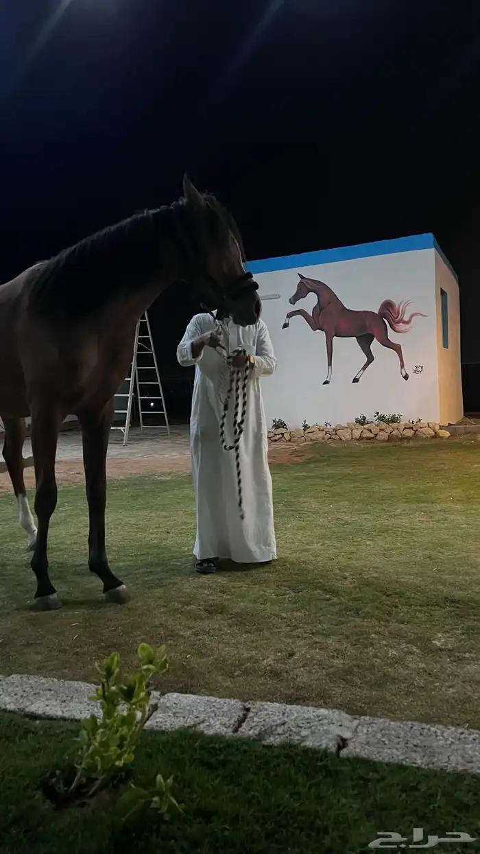 مربط نجد RQ ايواء تدريب عسف تشغيل تأجير 7