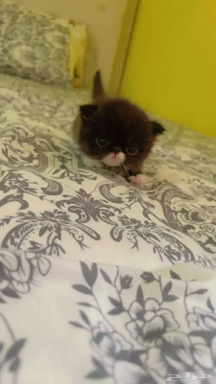 للبيع قطة الصغيرة نوع بيكي فيس العمر 60 يوم 7
