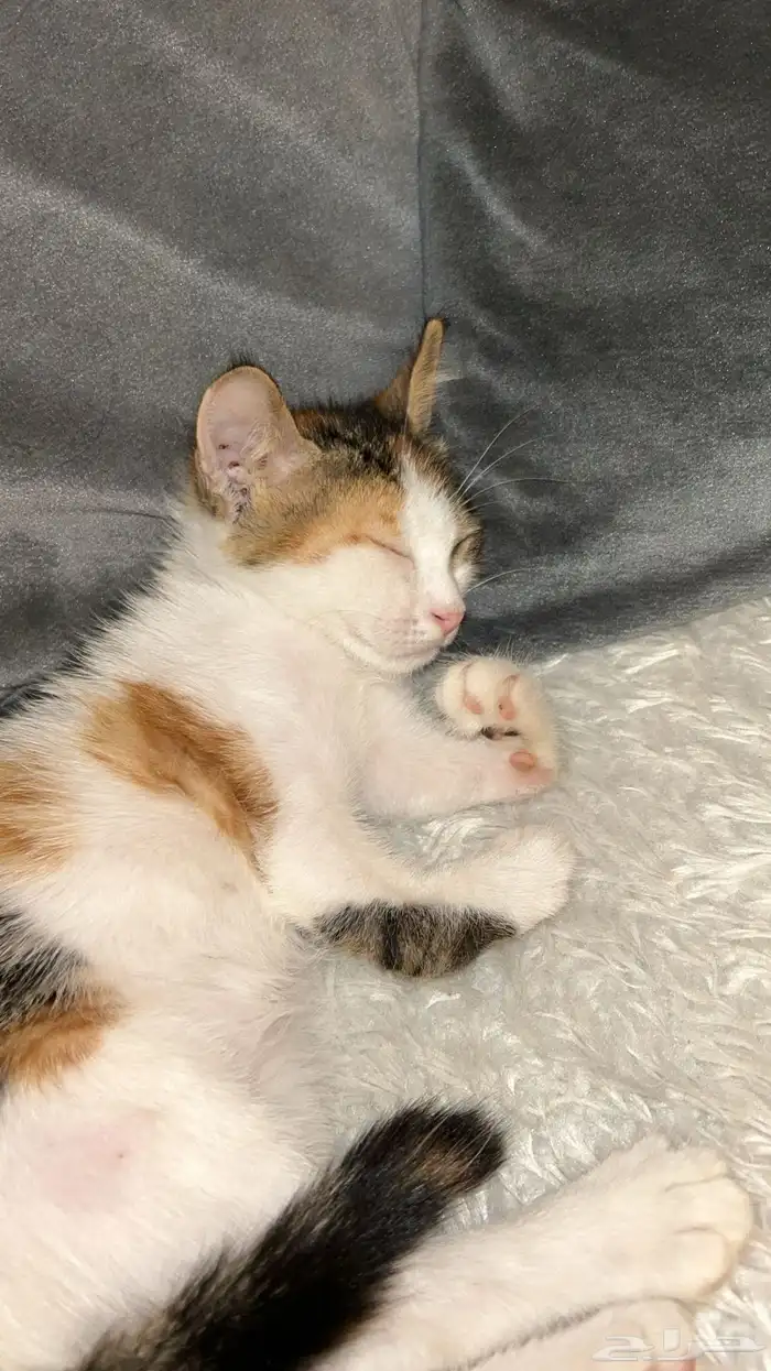 قطه للتبني يدينها مكسوره لاصحاب الخير 0