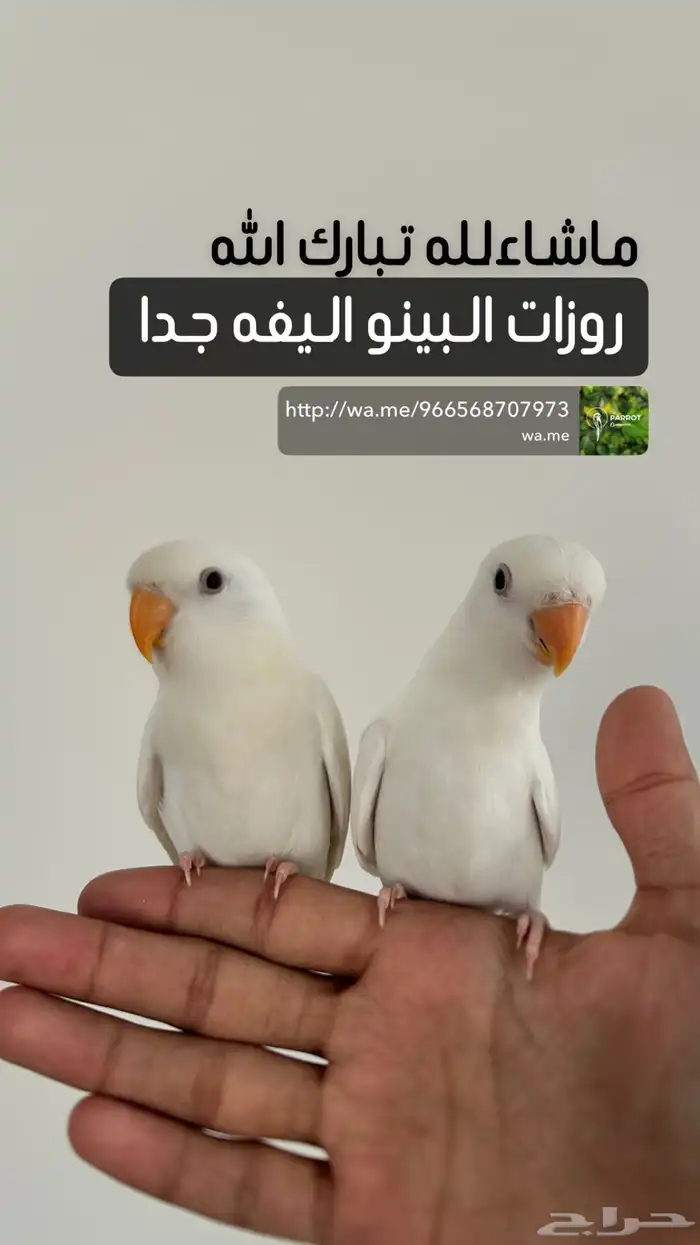 متوفر مجموعه طيور اليفه 8