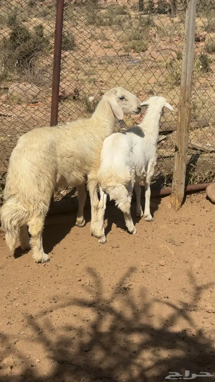 ذبايح للبيع 1