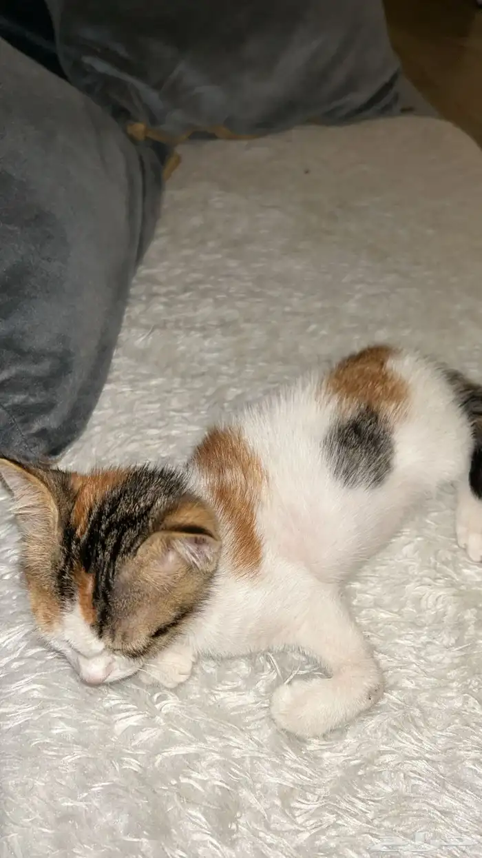 قطه للتبني يدينها مكسوره لاصحاب الخير 1