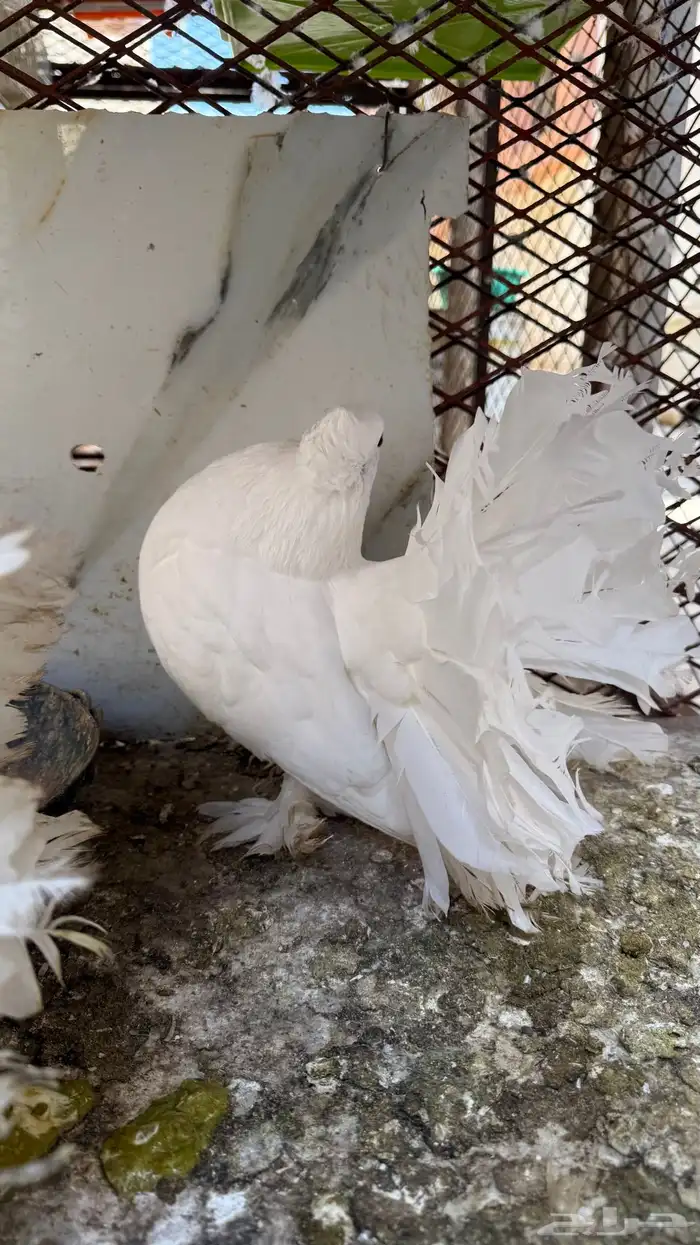 حمام رقاص للبيع ( بالليث ) 2