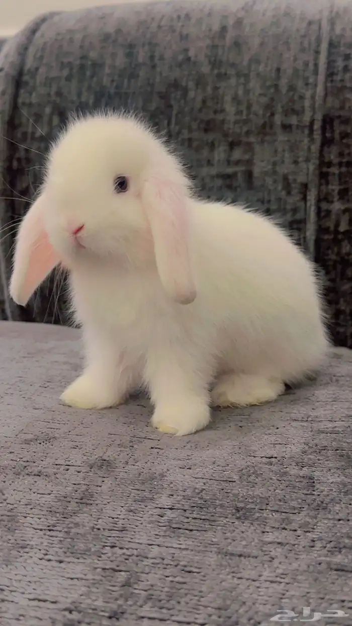 ارنب هولند لوب 5