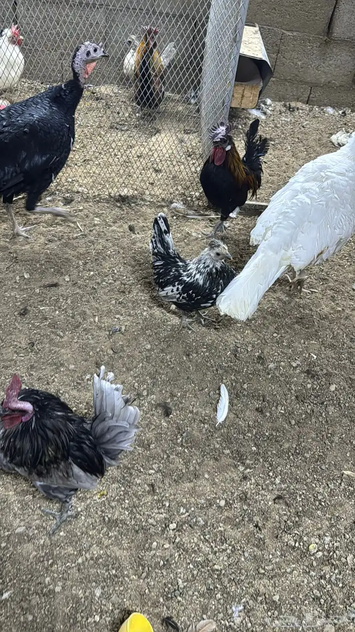 دجاج كويتي حباحب مشكل 67