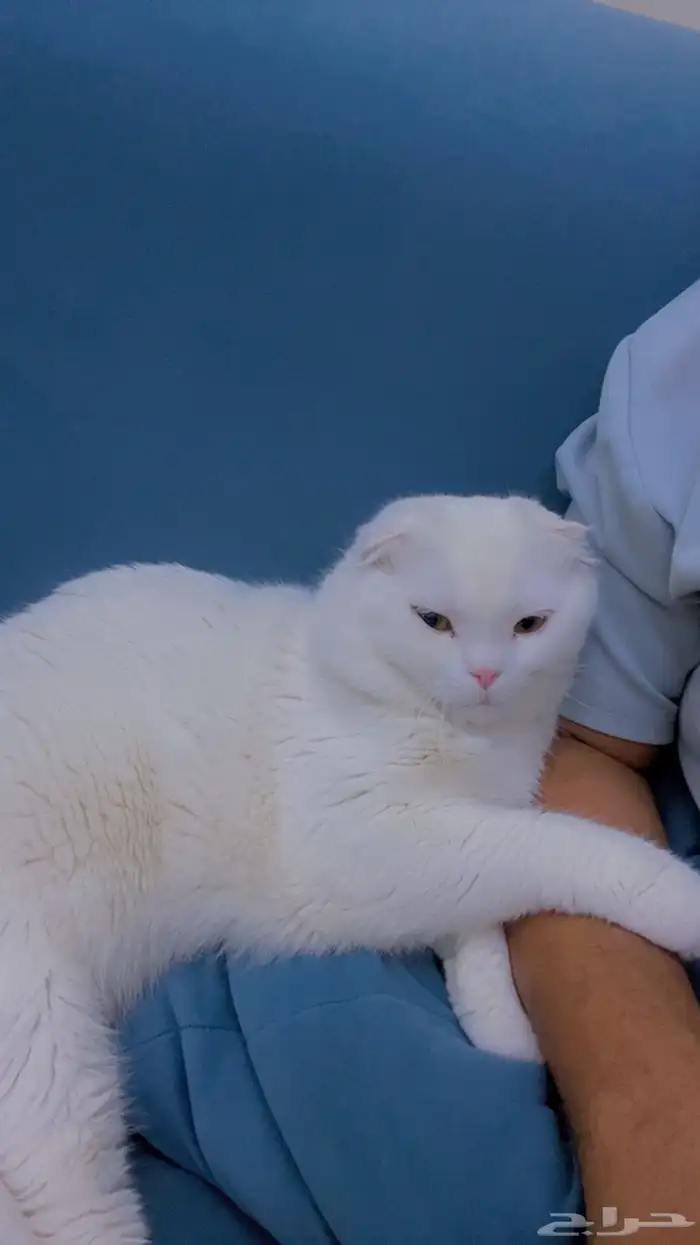 قط لي التزاوج سكوتش هجين شيرازي ذكر 0