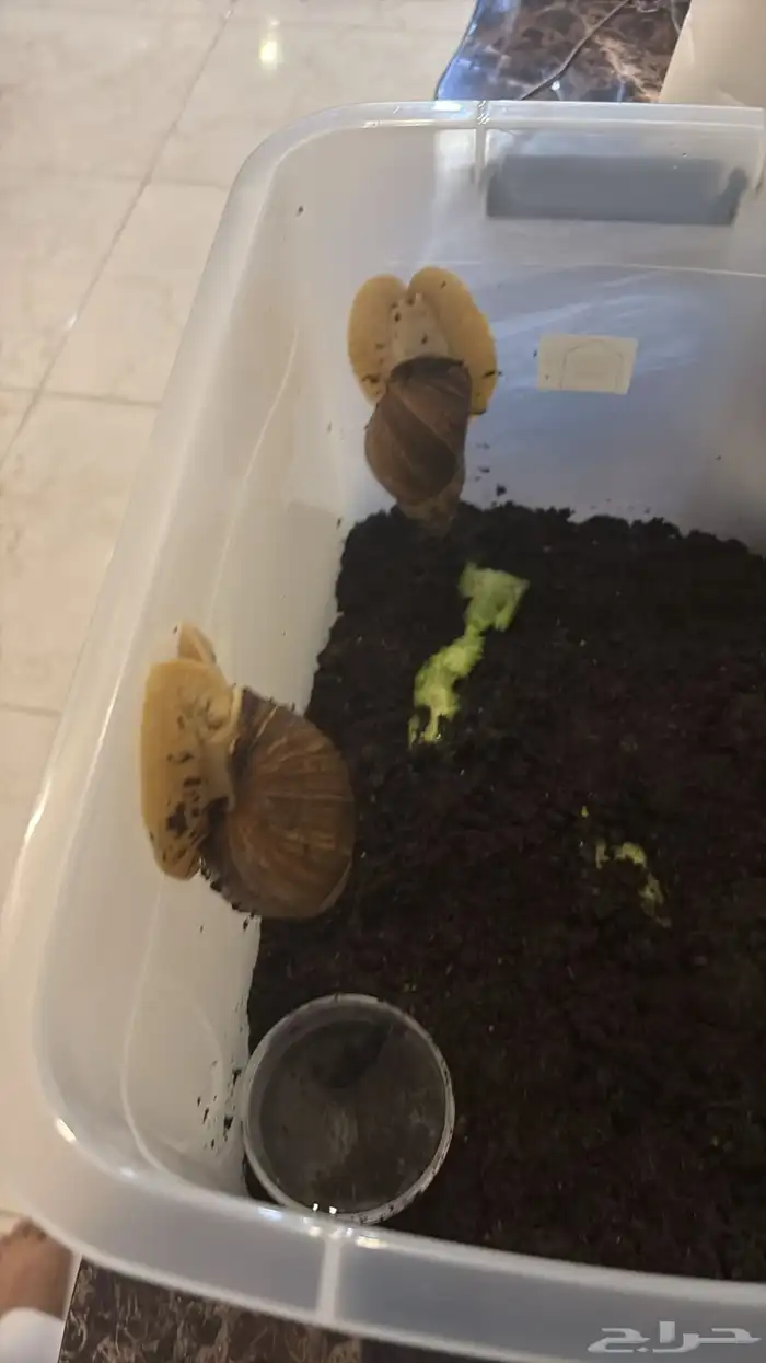 حلزون افرقي 1