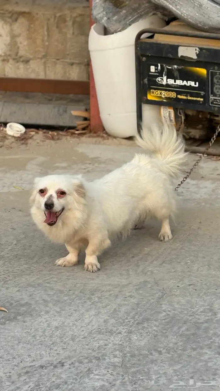 كلب انتى رجل قصير 1